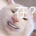 猫咪 在