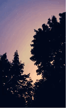 星星 stars nature 树影