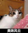 美味风云 猫咪 别烦我 可爱