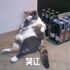 萌宠 猫星人 哭了 难受 呆萌 可爱