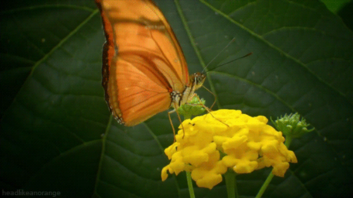 蝴蝶 翅膀 花朵 好看