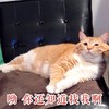 萌宠 喵星人 哟 你还知道找我啊 可爱 傲娇