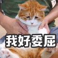 委屈 猫