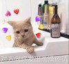 萌宠 猫星人 对方向你发出洗澡邀请 来吧 呆萌 可爱