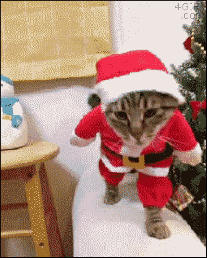 小猫 圣诞老人 抬头 可爱