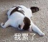 萌宠 猫星人 我累了 难受 呆萌 可爱