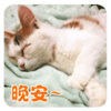 萌宠 喵星人 晚安 睡觉了 呆萌 可爱
