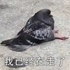 萌宠 鸽子 我已经在走了 我来了 搞怪 逗