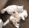 猫咪 白毛 躺着 舔毛 可爱