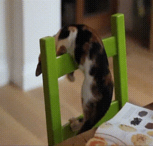 小猫 摔倒 室内 可爱
