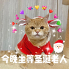 萌宠 猫星人 今晚坐等圣诞老人 开心 呆萌 可爱