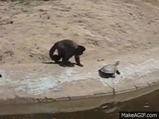 猴子 水边 掉落 乌龟