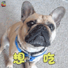萌宠 狗 想吃 撩 soogif soogif出品