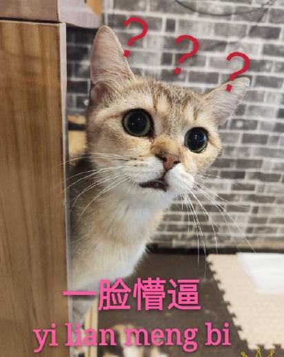 吸猫时间到 搞笑 可爱 萌宠 喵星人