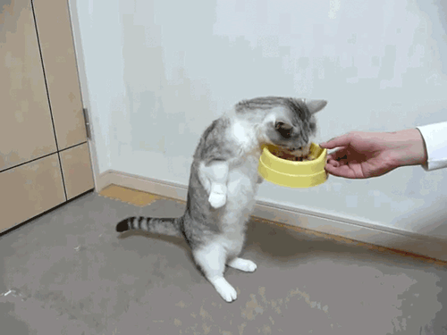 猫咪 可爱 喝水 萌宠