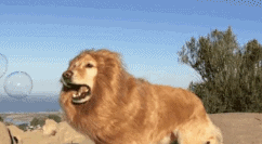 萌宠 狮子 lion