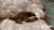水獭 慵懒 安逸 惬意 萌 otter