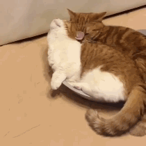 猫猫 可爱 拥挤 拥抱