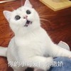 萌宠 猫星人 你的小可爱向你撒娇 期待 呆萌 可爱