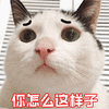 萌宠 猫咪 猫 喵星人 你怎么这样子 卖萌 伤心