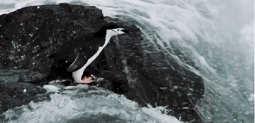 企鹅 地球脉动 拍打 海浪 纪录片