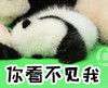 萌宠 熊猫 你看不见我 我躲起来了 调皮 可爱