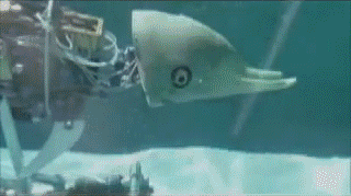 海豚 dolphin 机器人