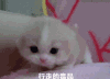 动态表情包 喵星人 可爱 文字 搞笑