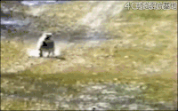 搞笑 可爱 动物 狗狗 逗比 猫猫 斗牛犬 吓死了 奔跑