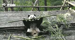 大熊猫 竹子 喜欢 咬断