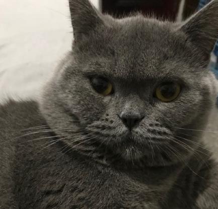 猫星人 可爱 魔性 沙雕 文字表情包