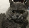 猫星人 可爱 魔性 沙雕 文字表情包