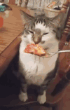 猫咪 喂食 恶搞 搞笑