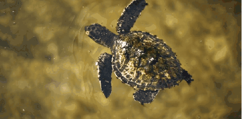 塞舌尔群岛 小海龟 清澈 纪录片 风景