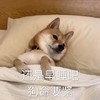 萌宠 汪星人 好事早睡吧 狗命要紧 呆萌 可爱