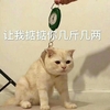 萌宠 喵星人 让我掂掂你几斤几两 称重 呆萌 可爱
