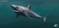 鲨鱼 shark 海洋生物 凶猛