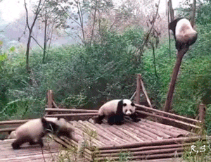 熊猫 打架 可爱 搞笑