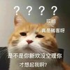萌宠 猫星人 是不是你新欢没空理你 才想起我啊 呆萌 搞怪