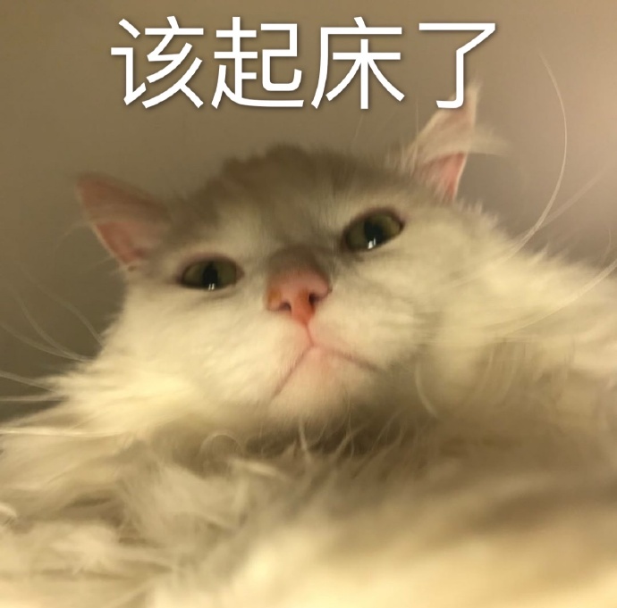 萌宠 喵星人 该起床了 快起床 搞怪 一本正经