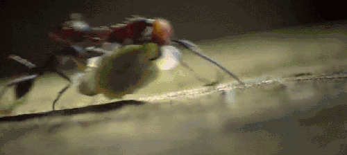 大迁徙 搬食物 昆虫 纪录片 蚂蚁 觅食