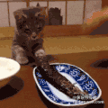 喵星人 偷鱼 吃货 被发现 猫 动物 萌宠