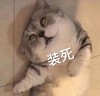 萌宠 喵星人 装死 我死了 搞怪 逗