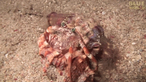 螃蟹 贝壳  隐士  逗逼