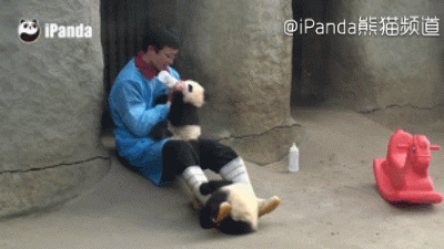 大熊猫 国宝 饲养员 撒娇 萌