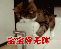 宝宝好无聊 猫 萌宠