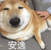 萌宠 汪星人 安逸 舒服 凝视 呆萌