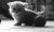 小猫 猫 P 猫 宠物 小猫 猫宝宝 小猫 猫