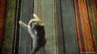 动物 可爱 转圈 猫咪