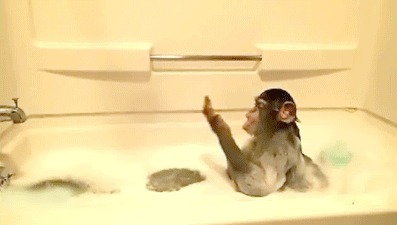 猴子 玩耍 洗澡